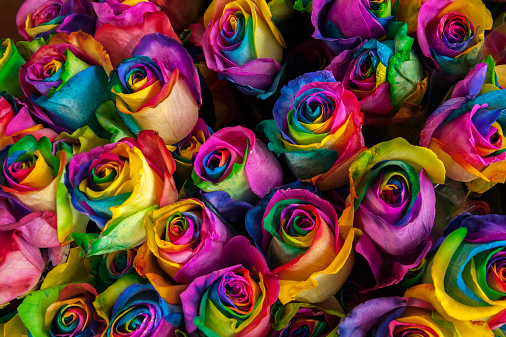 Instructions To Make A Rainbow Rose